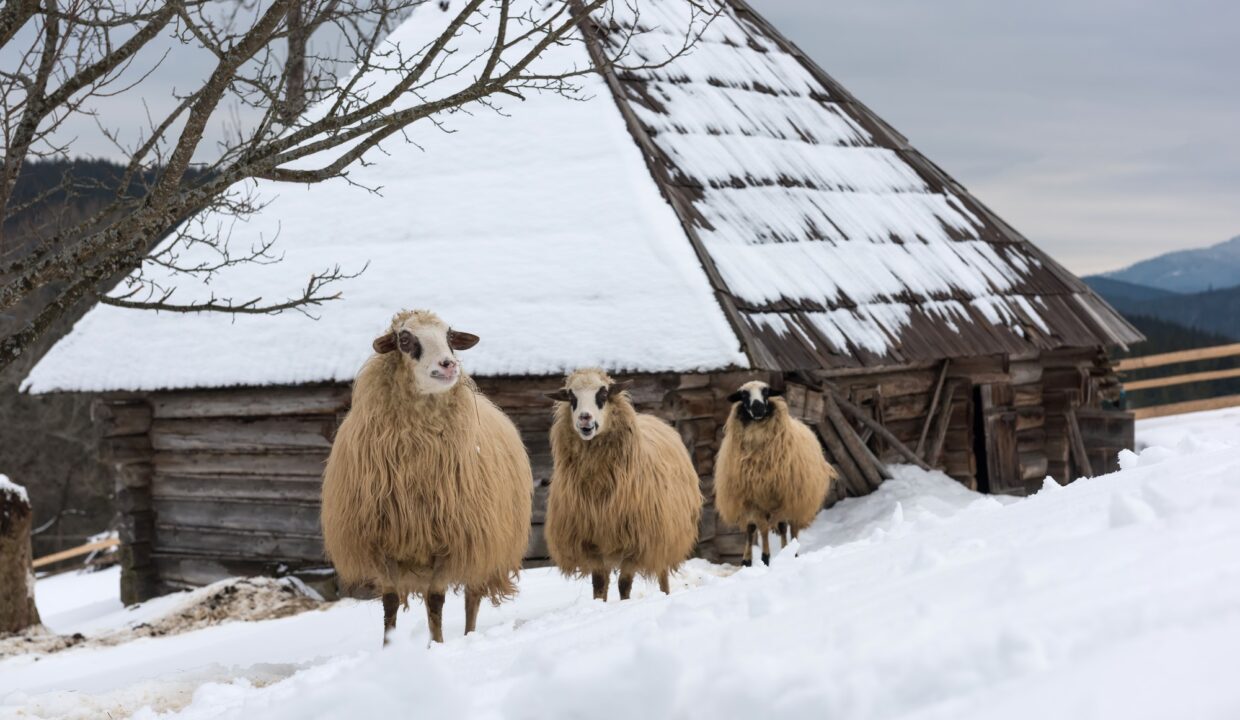 Sheep in winter time